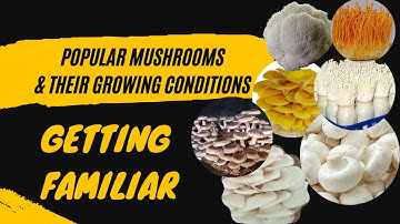 Unveiling the Top Trending Mushrooms and Their Optimal Cultivation Conditions #mushroomcultivation