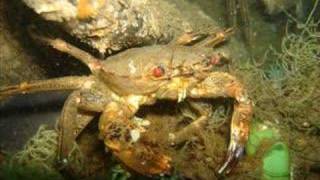 Wreck diving: U 1277