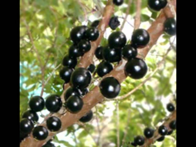 Watch Jabuticaba - Brother Simion on YouTube Watch Jabuticaba - Brother Simion on YouTube