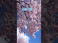 北国の春#shorts#千昌夫#昭和の名曲#いではく