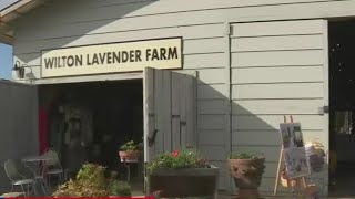 Gary on the Go - Wilton Family Lavender Farm