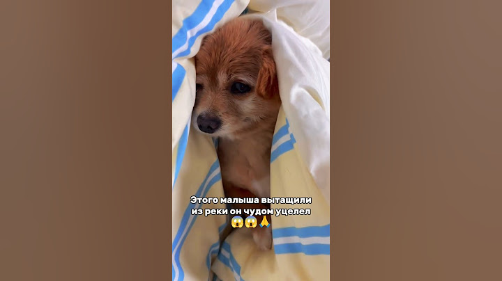 Этот малыш чуть не утонул в реке😱😱😱💔😭😭😭🙏 #animals #животные #pets #puppy #cats #shelter #kitten #k9