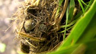 weevils mating extra footage