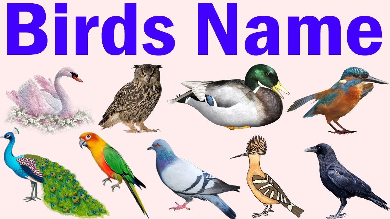 Birds Names in Hindi and English with Pictures for Pre School Kids ...