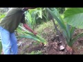 The Giant Taro plant! How big will their corms?