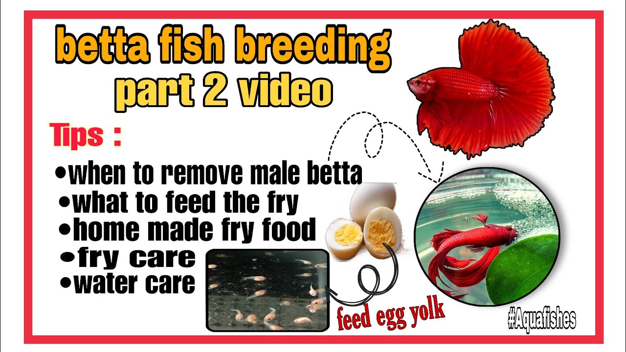 betta fish breeding part 2 | home made fry food | fast growth| male ...