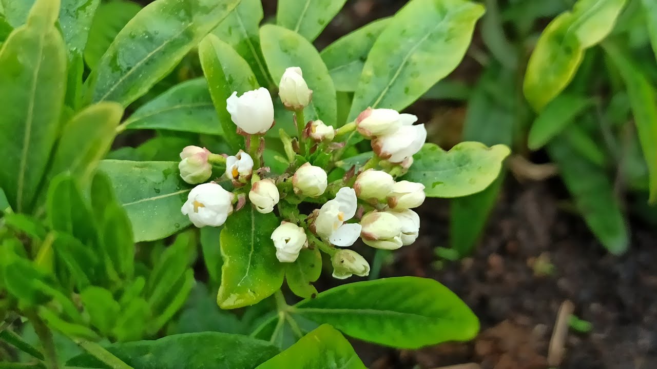 Orangenblume nach einem Winter: Ist Choisya wirklich winterhart?
