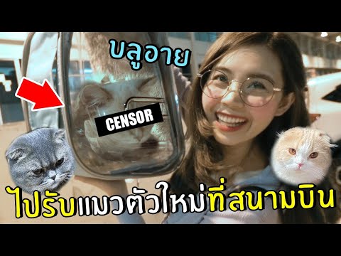 ไปรับแมวตัวใหม่ที่สนามบิน น้องบลูอาย ราคา70000บาท