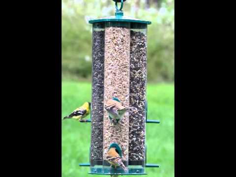 Duncraft Triple Tube Bird Feeder Youtube