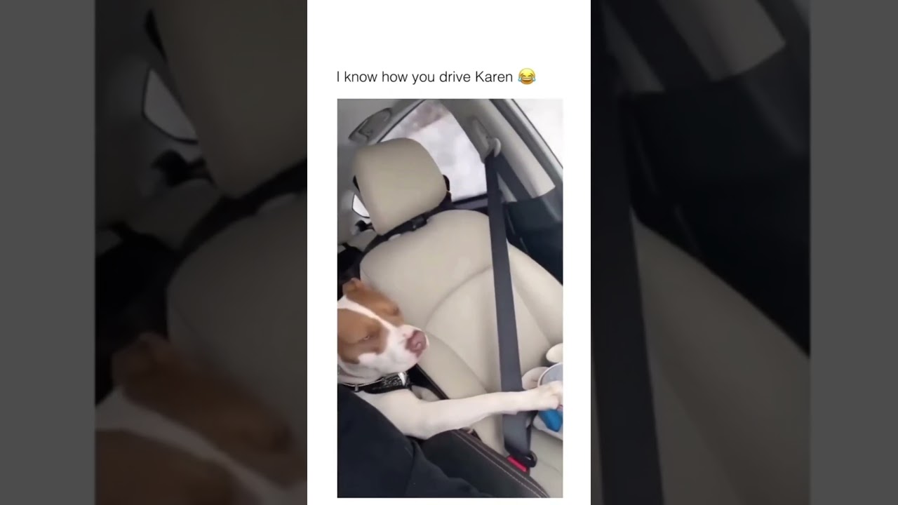 Funny and Cute Animals Part 8 #shorts #viral #animals