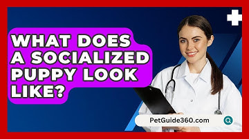 What Does A Socialized Puppy Look Like? - PetGuide360.com