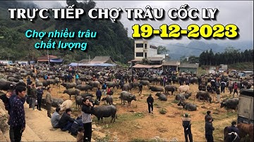 TRỰC TIẾP CHỢ TRÂU CỐC LY NHỮNG THÁNG CUỐI NĂM 19-22-2023 | CHỢ TRÂU MỚI NHẤT