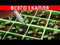 1 КАПЛЯ этого вещества творит ЧУДЕСА с ПЕТУНИЕЙ. Магазин 7 СЕМЯН