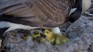 Decorah Eagles. Three goslings hatched on N1 - explore.org 04-13-2024
