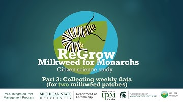 Part III: Weekly Data Collection (for two patches)