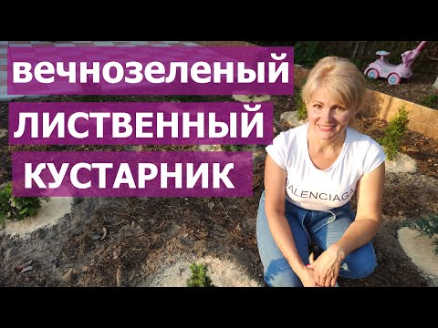 Самое лучшее вечнозеленое