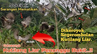 NGERII. Aksi Pikat kutilang SiJagur Dikeroyok Segerombolan Kutilang Liar. SPOT IDAMAN PEMIKAT..