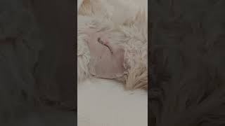 Buster's Dreaming #mainecoon #cat