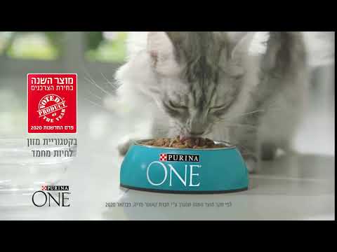וִידֵאוֹ: כיצד לספר לחתול המקוון שלך, חיפוש מזון לחיות מחמד הוא מדויק