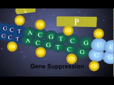 Video: Verouderingseffecten Op DNA-methylatiemodules In Menselijke Hersenen En Bloedweefsel