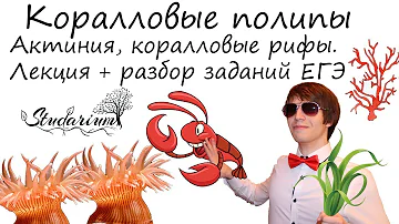 Коралловые полипы. Актиния, коралловые рифы. Лекция и разбор заданий ЕГЭ
