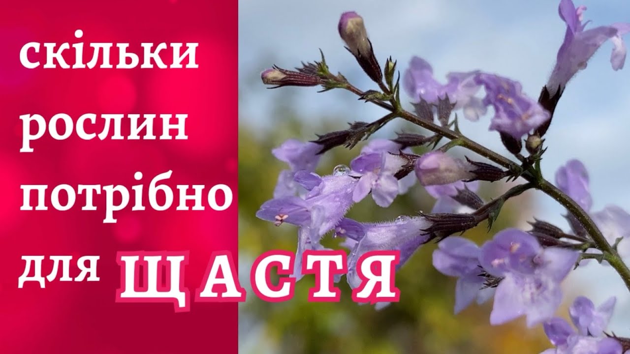 Ревізія у квітнику • Тонкощі вибору рослин 