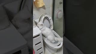 청결한 고양이의 배변