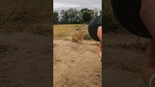 Photographing Super Friendly Ground Squirrels! #Animals