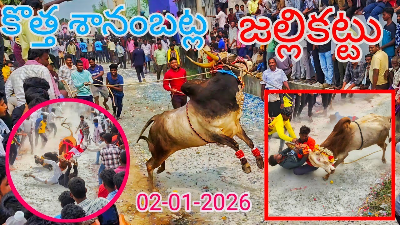 కొత్తశానంబట్ల జల్లికట్టు💥💥{02-01-2026}Kotha sanambatla Jallikattu🐂|Telugu Jallikattu2026