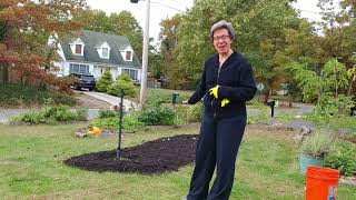 Sheet Mulching & No-Till Garden Bed for Apple Trees #2