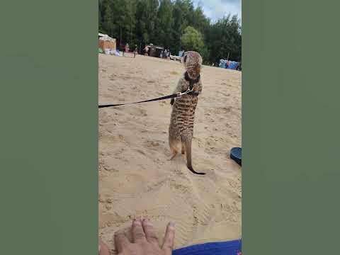 🌞🌴🏄🎇 Волкушинский карьер 2023 - YouTube