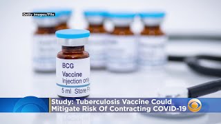 Tuberculosis Vaccine Could Mitigate Risk Of Contracting COVID-19, Study Shows
