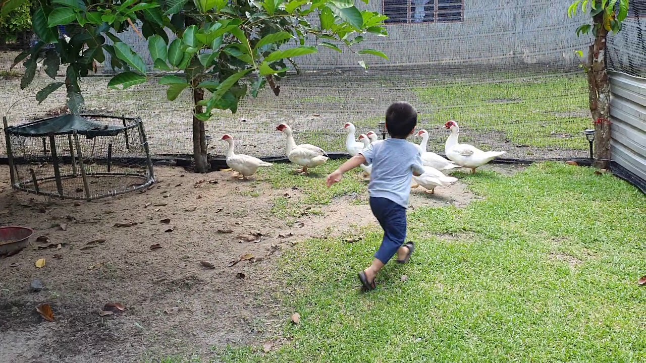 Ternak Itik - Melawat Taman Itik | D'Senaling 