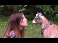 Goat Kiss Competition 1