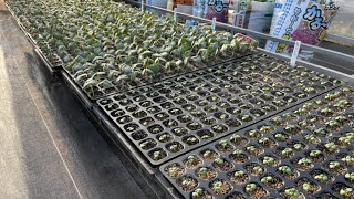 5月から始める家庭菜園イチオシの種まき【長く楽しめる】便利な野菜　21/5/2