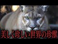 1分で分かる動物紹介 世界の珍しく美しい肉食獣【キモカワな哺乳類#23】#shorts