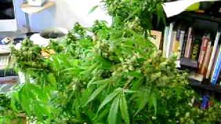 grape fruit kush pheno #2