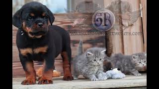 Guardian Rottweilers Guardian Casper von Gottschalk