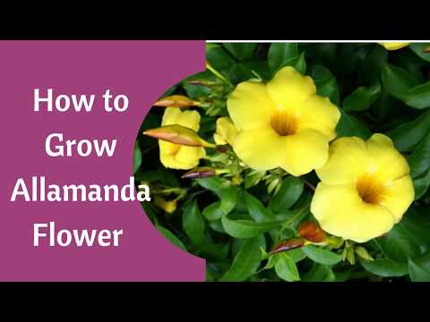 Video: Allamanda Plant Care - Cách trồng cây kèn vàng trong nhà