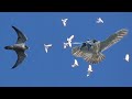 Сокол Сапсан разрывает голубя в небе. Falcon Peregrine tore a dove in the sky