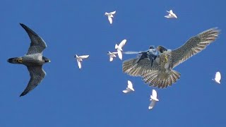 Сокол Сапсан разрывает голубя в небе. Falcon Peregrine tore a dove in the sky