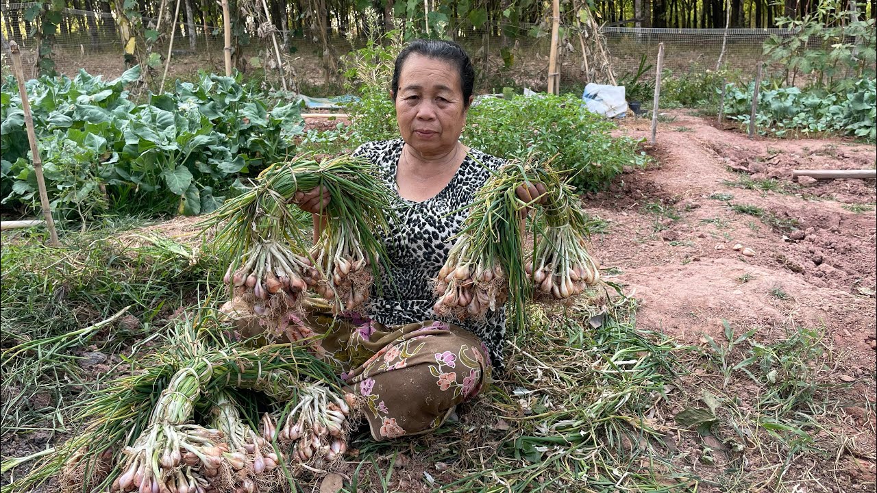 เข้าสวนผักรอบเย็นกับคุณยาย มัดต้นหอมแบ่งไว้ทำพันธุ์ | ภูสไตล์ Phu Style