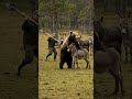 Owner Steps In To Save Foal From Bear Animals Wildanimals Bear Donkeys Fight 