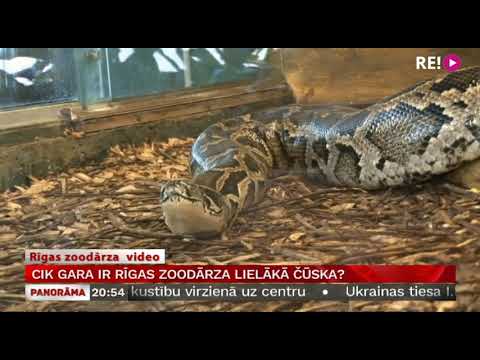 Video: Kura čūska Ir Garākā