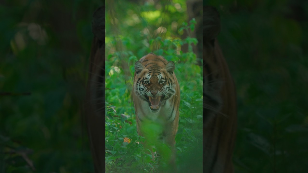 Face to Face With a Tiger on Foot