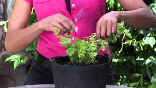 How to Cut Parsley From a Plant : The Chef's Garden
