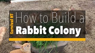 How to Build a Rabbit Colony