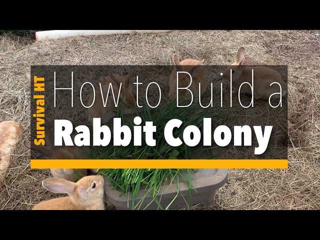 How to Build a Rabbit Colony class=