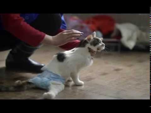840+ Kursi Roda Kucing HD Terbaik