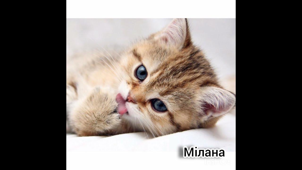 #рекомендації#імена#котики #колаж - YouTube